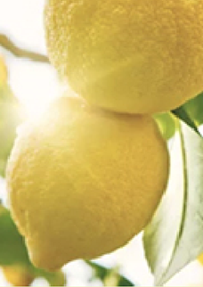 レモン